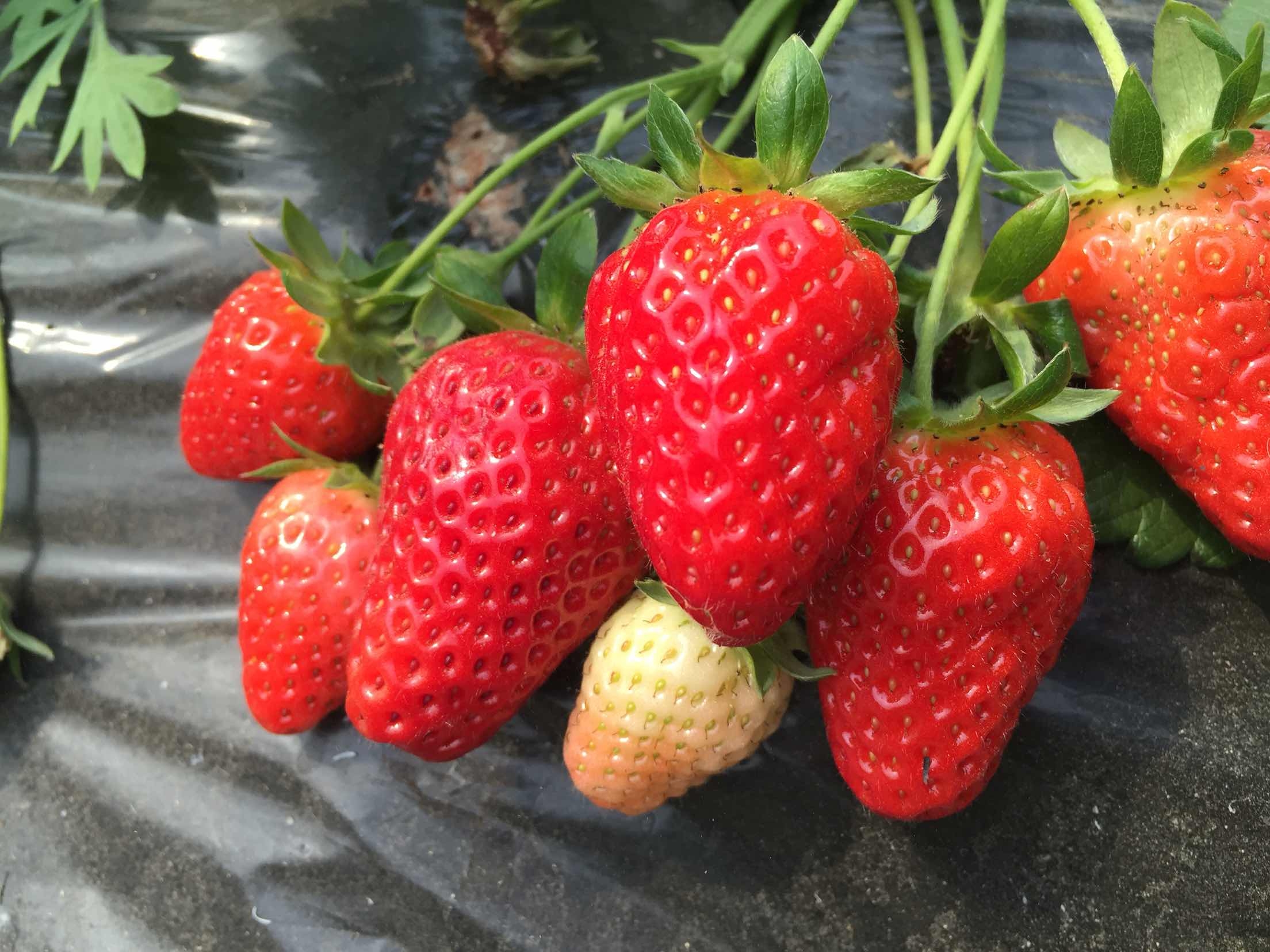 草莓5斤