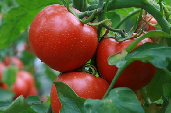 西红柿5斤